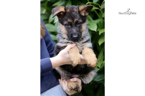 Because we strictly favor temperament rather than. Red Collar: German Shepherd puppy for sale near Seattle-tacoma, Washington. | 4636e6c5-8b31