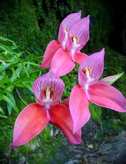 We did not find results for: Flower Homes: Disa orchid