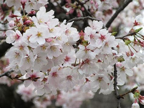 Le 35 immagini di fiori di primavera che troverete a. Fiori di ciliegio: significato e immagini - Idee Green