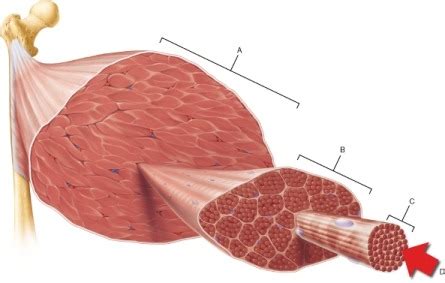 The part of the muscle attached to a fixed point on the bones; I. Identify The Main Muscles Of The Body, Using The ...