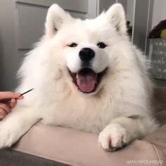 Последние твиты от kipyegon victor (@kipyegonvictor3). Our Dogs: White Spitz (wittekeeshond.nl) - Honden