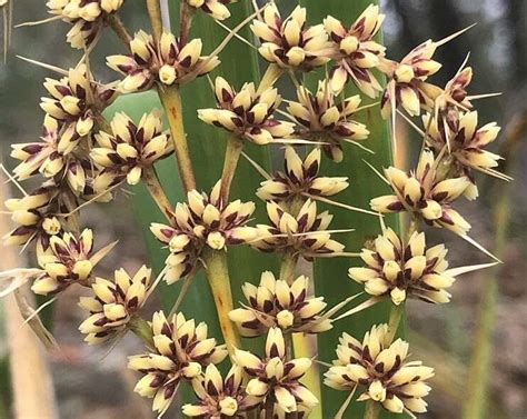 Georges river national park is a protected australian national park, under the management of the nsw national parks and wildlife service. PlantFiles Pictures: Lomandra Species, Dwarf Mat Rush ...