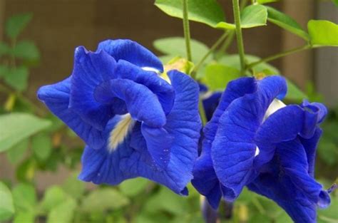 Jenis khodam nyai peri tunjung biru bulan. Khasiat Bunga Telang Elok Untuk Kesuburan Wanita