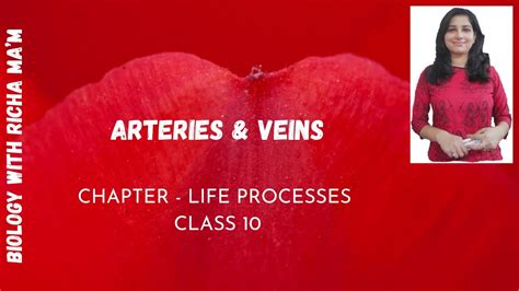 In this diagram, you have to show all the veins and arteries. ARTERIES AND VEINS || LIFE PROCESSES || CLASS 10 - YouTube