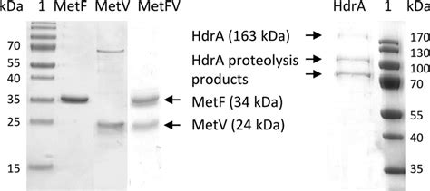 Suykens, shuning wang, joachim hornegger, andreas maier: SDS-PAGE of Strep-tagged MetF, MetV, MetFV, and HdrA from ...