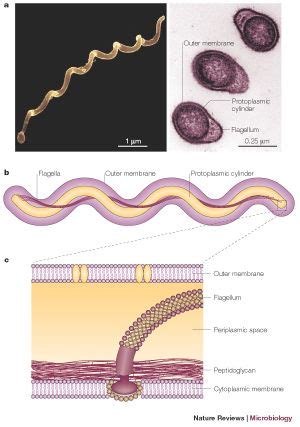 Borrelia is a genus of bacteria of the spirochete phylum. Borrelia burgdorferi - microbewiki