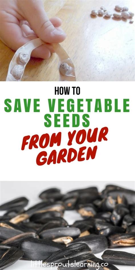 Seed saving has been around for thousands of years. How to Save Vegetable Seeds From Your Garden