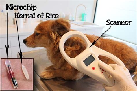 Lookup or register your pet's microchip in our recovery database. What is a Microchip? | Riverside Grooming