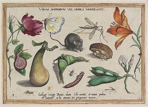 Doğa tarihi konuları, topografik görünümleri, aydınlatmaları ve mitolojik çalışmaları ile tanınır. joris hoefnagel - Bing Images | Ilustraciones botanicas ...