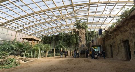 Obwohl die elefantenanlage im zürcher zoo eher klein war (die freianlage hatte weniger als 1000 m²), war in den achtziger jahren, als man in der zürcher elefantenanlage, die 1971 errichtet wurde, mit der bullenhaltung begann, die kettenfreie haltung ein großer fortschritt. Elefantenhaus