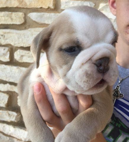 Blue fawn micro mini english bulldog pup boy. Akc blue fawn male English bulldog for Sale in Austin ...