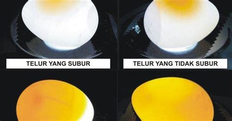 Maybe you would like to learn more about one of these? Telur fertil, tetapi gagal menetas | Royal Canary Bird Farm