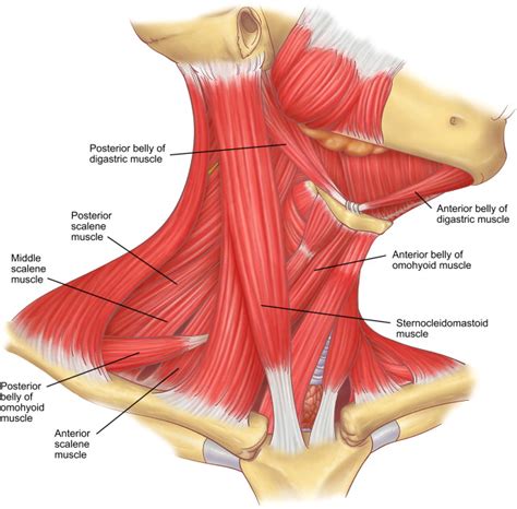 Anatomy of male neck pain. Neck Muscles