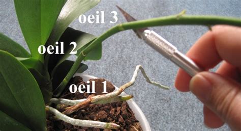 Vous pouvez facilement couper les tiges et les racines mortes de votre orchidée pour qu'elle reste en bonne santé. Couper orchidée - Photo de fleur : Une pensee fleuriste