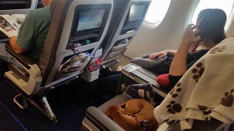 If you're traveling with your german shepherd or your mastiff, he probably won't be able to join you in the cabin. Travelling with your dog in the airplane's cabin? - Useful