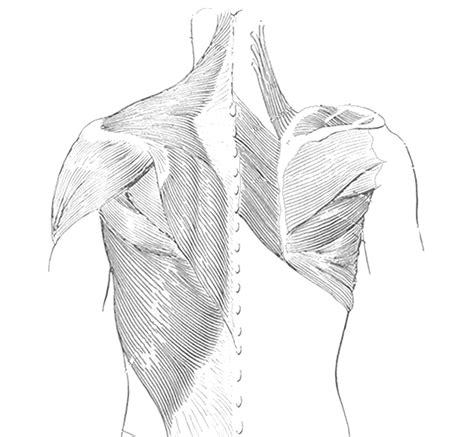 For the muscular system you will need to know: For labeling muscles of the shoulders and back | Human ...