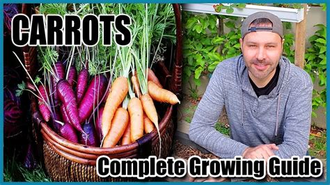 When to pick carrots from garden. California Garden TV: How to Grow Carrots from Seed to ...