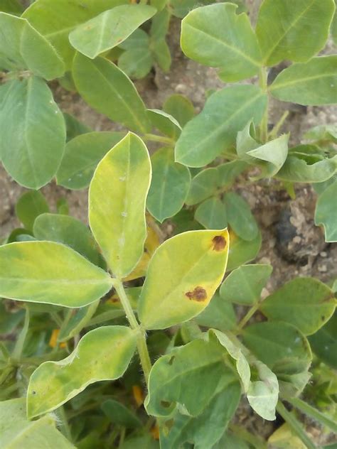 Spesis kacang tanah termasuk ke dalam golongan suku fabaceae. Gambar Daun Kacang Tanah - cermin-dunia.github.io