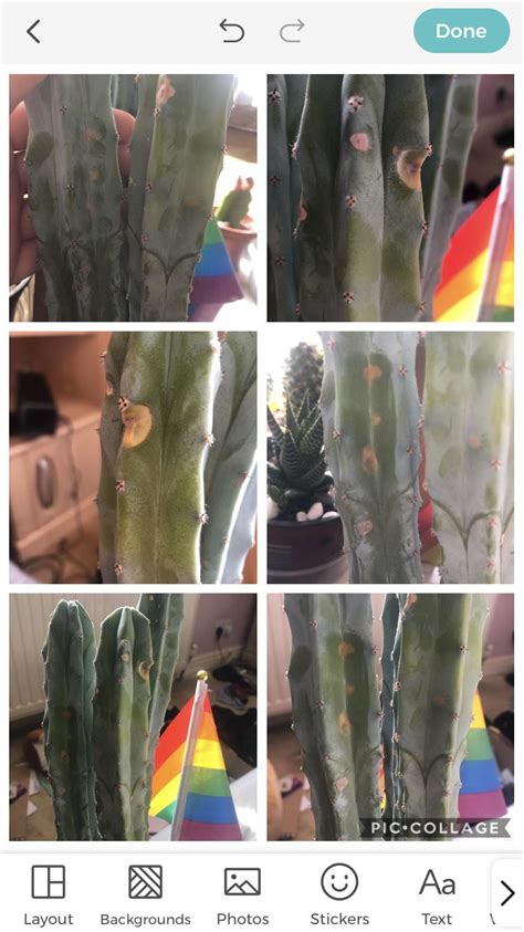 They appear to be shrivelling up and looking worse for wear. Help please- my cactus has started getting these spots but ...