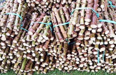 Di indonesia, ubi kayu (manihot bahan tanaman tanaman ubikayu sebagian besar dikembangkan secara vegetatif yakni dengan. Budidaya Ubi Kayu / Singkong | panduan bisnis online