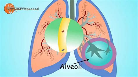 The respiratory system also helps us to smell and create sound. RESPIRATORY System -for Kids (Breathing) By MediaWeb.co.il ...
