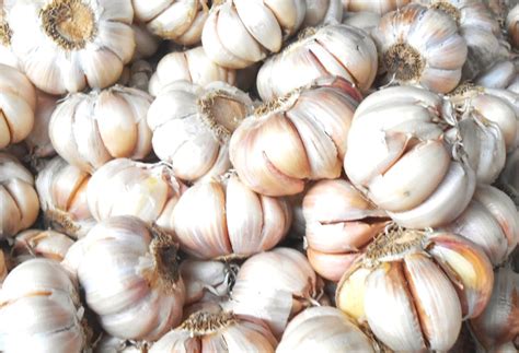 Info terbaru harga bawang putih untuk satu kilonya rp 38.000, namun dibeberapa tempat juga mencapai rp 50.000/kg. Harga Bawang Putih Naik, Rakyat Menjerit - VOA-ISLAM.COM