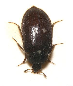 Kleine schwarze fliegende käfer in der wohnung | kleine. Mich befallen kleine schwarze Käfer