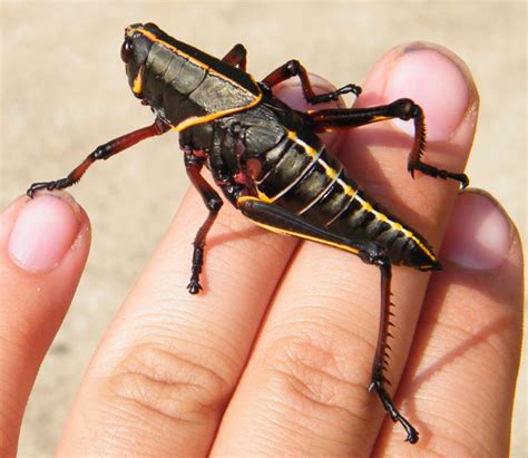 Found four of these in my garden last evening. Eastern Lubber Grasshopper - What's That Bug?