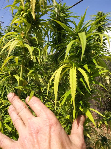 Every day, there are cargo ships coming and going and the action is very much visible. Santa Marta Colombian Gold (par New420Guy Seeds) :: Info ...