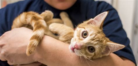 We host several events throughout the year. The Spirit of Giving: "Cat Friday" Adoption Event Breaks ...