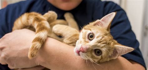 About adoption find your perfect cat waiting for you at cat depot. The Spirit of Giving: "Cat Friday" Adoption Event Breaks ...