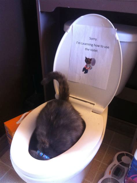 Find out about teaching your cat to use the toilet. This whole time I thought I had successfully toilet ...
