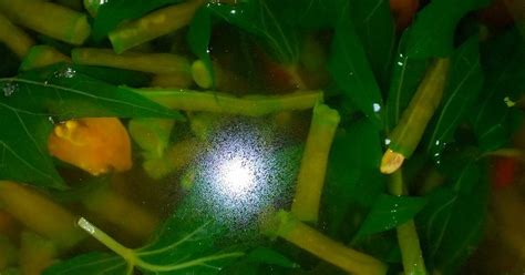 Sayur goreng bunga kobis, kobis dan udang. Resep Sayur Bening Kacang Panjang Sederhana oleh Dyajeng ...