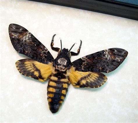 Death's head hawk moth (acherontia atropos) and barbed wire. Acherontia atropos Female - Death's Head Moth - Real ...