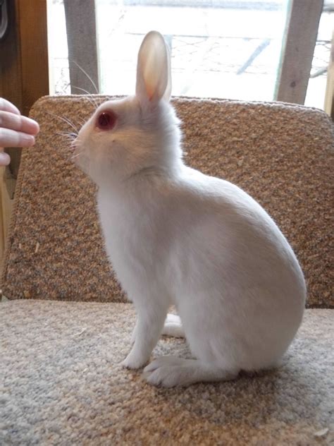 The fed's big lie | investment. POLISH RABBIT STUD | Ross On Wye, Herefordshire | Pets4Homes