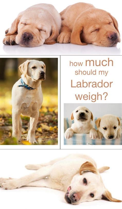 How much do dalmatian puppies cost? Labrador Weight Charts - How Much Should My Labrador Weigh ...