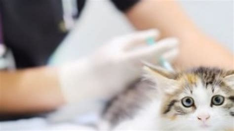 How much does it cost to spay a rabbit? How Much Do Vaccinations Cost For A Cat - CatWalls