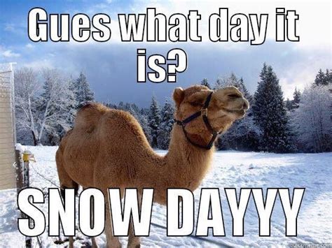 Animated happy hump day camel wednesday quote pictures. Pin on Hump day humor