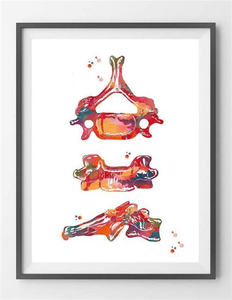 In the vertebrate spinal column, each vertebra is an irregular bone with a complex structure composed of bone and some hyaline cartilage. Sixth cervical vertebra watercolor print anatomy art C6 ...