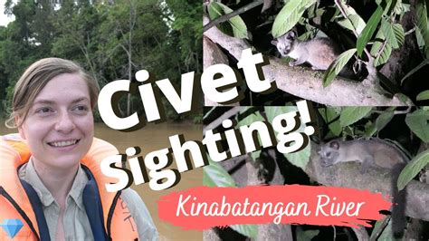 Check spelling or type a new query. Wild Palm Civet in Borneo, Malaysia - YouTube