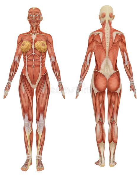 Muscle diagrams of major muscles exercised in weight training. Female Muscular Anatomy Front And Rear View Stock ...
