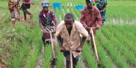 The challenges faced by this sector are generally attributed to three factors. How digital technology is changing farming in Africa