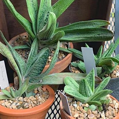 Your favorite cactus, nicely staged. Gasteria (2020) - Henry Shaw Cactus and Succulent Society