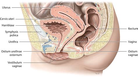 Äußere und innere männliche geschlechtsorgane. Auffrischer: Anatomie der weiblichen Geschlechtsorgane und ...