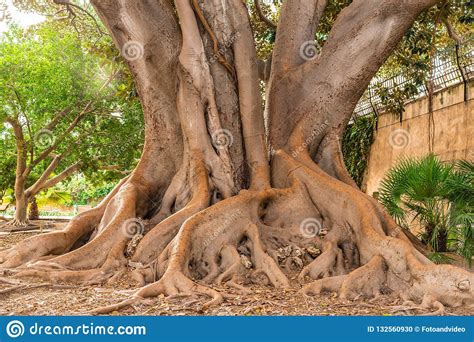 Photo about a close up picture of intertwined tree trunks that can be utilized as a background. Trunk With Intertwined Roots Of Big Old Tree, Detail View ...