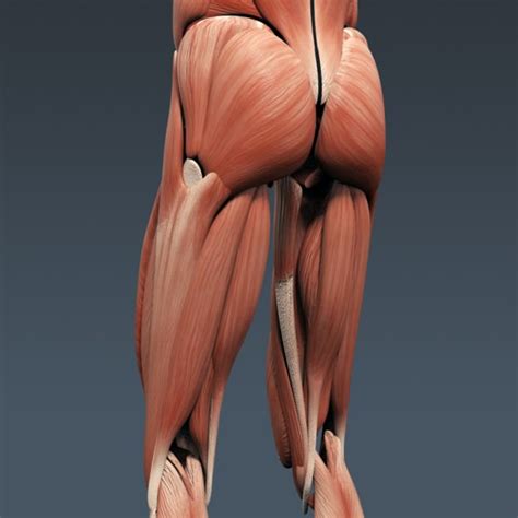 Stan osolinski / getty images part of being a responsible bird owner is doing everything within you. Human Female Anatomy - Body Muscles Skelet... 3D Model ...