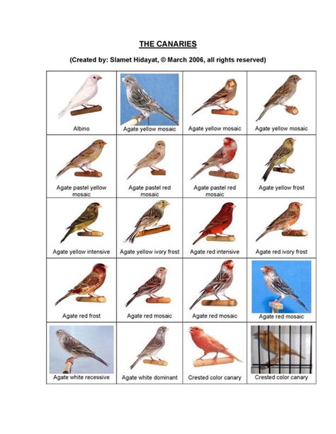 Pemilihan warna sekarang tidak hanya terbatas pada warna utama, tetapi telah ada beragam warna lain yang menjadi populer. Macam-macam jenis burung kenari - Trend burung