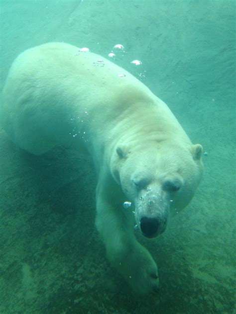 At just under 9 months of age, he was given access to explore the bigger polar bear habitat, which is. Polar bear Toronto Zoo | Polar bear, Bear, Toronto zoo