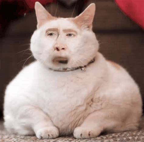 Mixed pregnant freak giving head to hairy arab. I combined a gif with the Nicholas Cage Cat : WTF