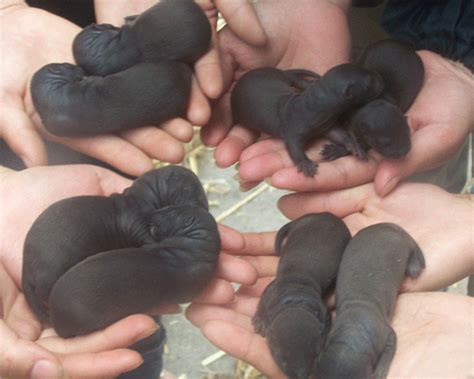 800 x 535 jpeg 64 кб. mink | Natural History